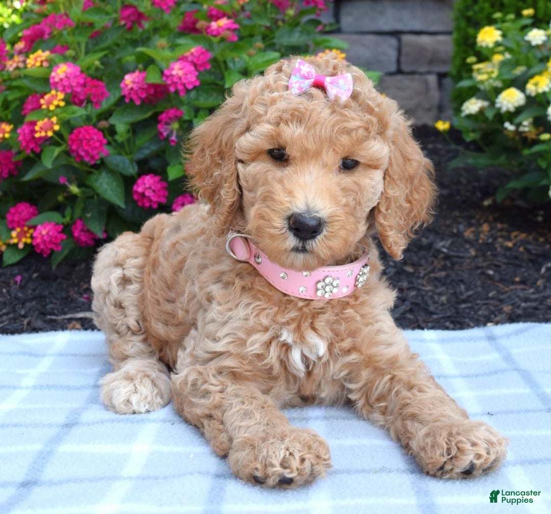 Standard Poodle dogs for sale: Dakota - Image 3