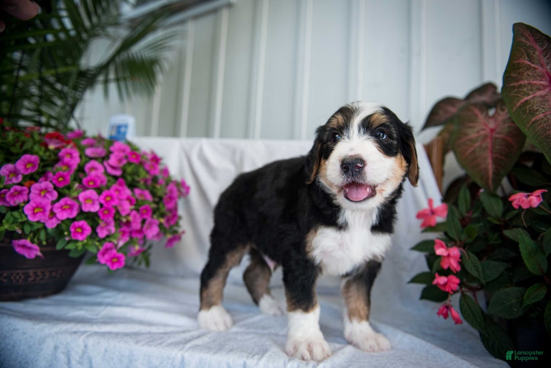 Bernedoodle dogs for sale: Spiderman - Image 13