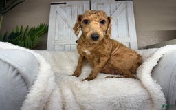 Miniature Poodle dogs for stud: Myra - Image 2