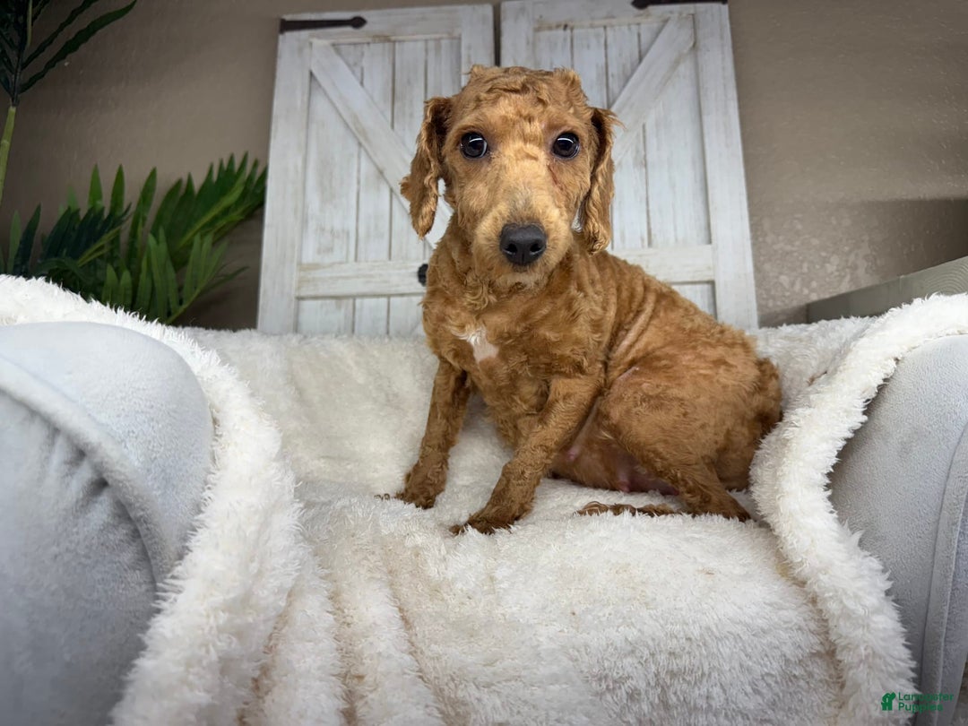 Miniature Poodle dogs for stud: Myra - Image 2