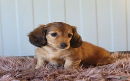 Miniature Dachshund dogs for sale: Roxeanna - Image 5