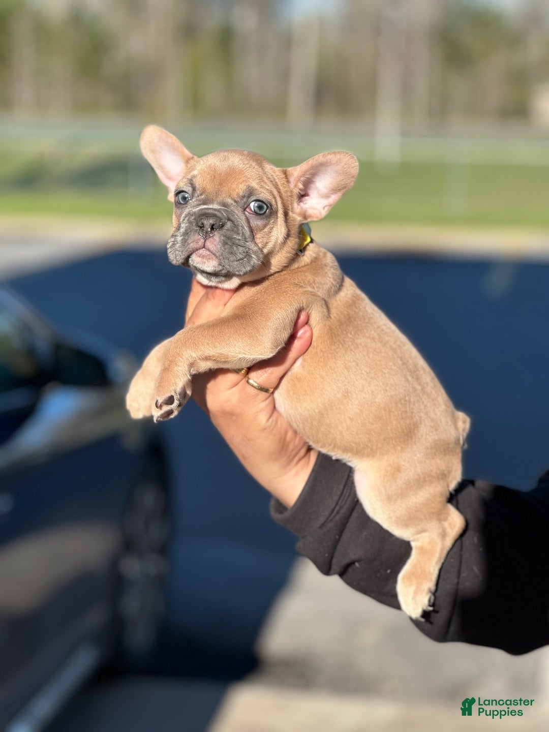 French Bulldog dogs for sale: Teseki - Image 5