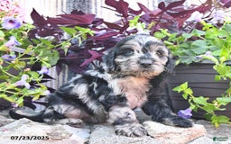 Cockapoo dogs for sale: Cockapoo 9 puppies - Image 5