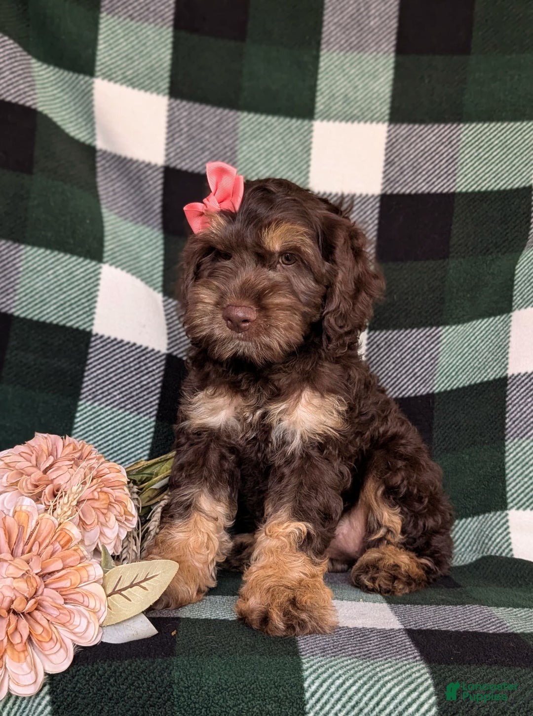 Cockapoo dogs for sale: Charise - Image 11