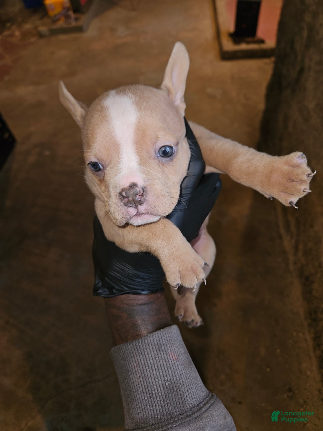American Bully dogs for sale: France - Image 9