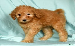 Mini Goldendoodle dogs for sale: Desiree - Image 5