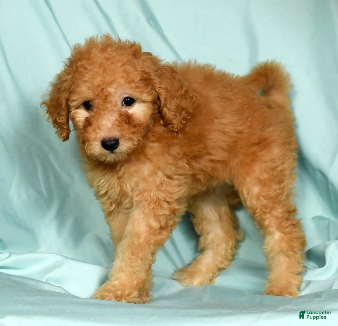 Mini Goldendoodle dogs for sale: Desiree - Image 5