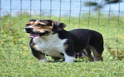 Beabull dogs for sale: Winston - Image 20