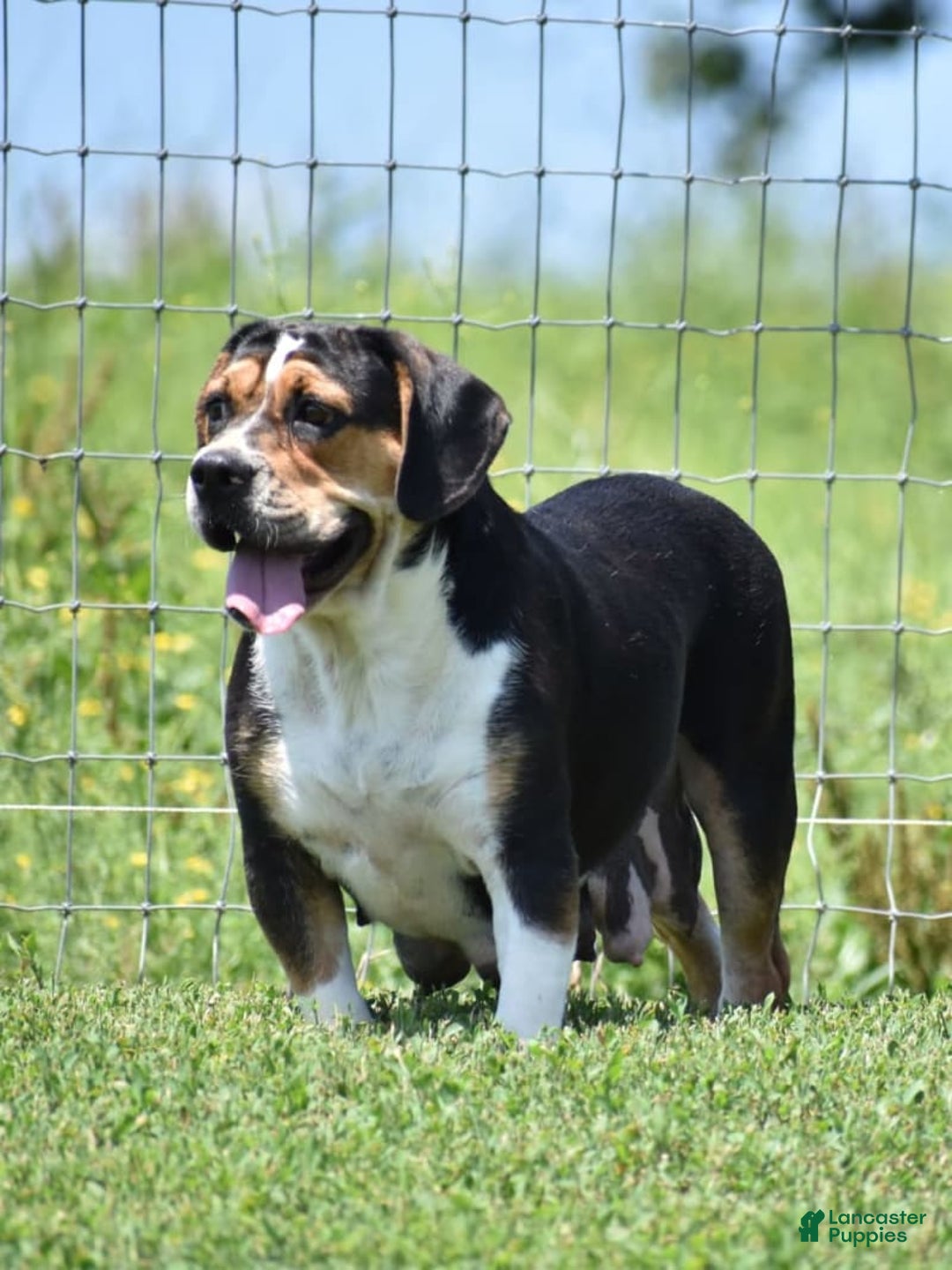 Beabull dogs for sale: Winston - Image 20