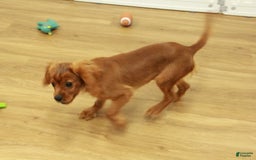 Cavalier King Charles Spaniel dogs for sale: Harley - Image 3