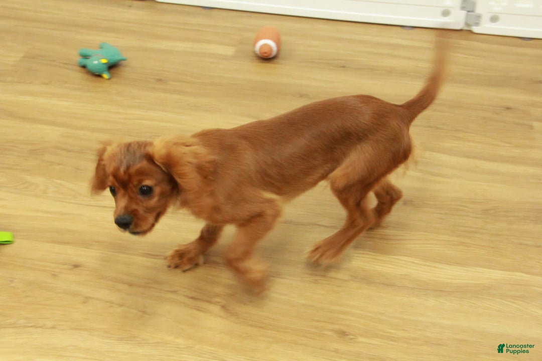 Cavalier King Charles Spaniel dogs for sale: Harley - Image 3
