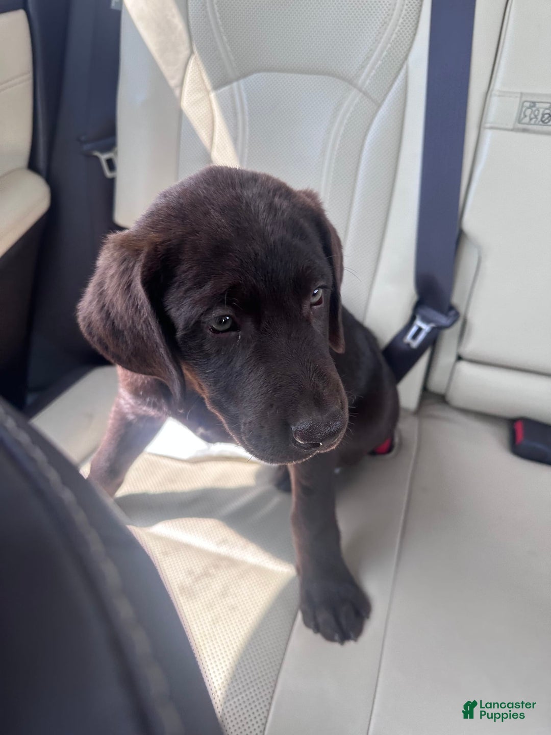 Labrador Retriever dogs for sale: Rocky - Image 1
