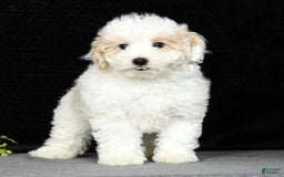 Maltipoo dogs for sale: Polly - Image 15