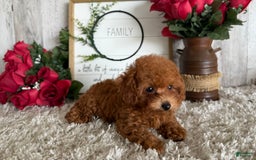 Toy Poodle dogs for sale: Ivy - Image 3