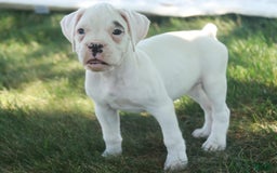 Boxer dogs for sale: Sadie - Image 4