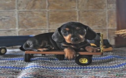 Miniature Dachshund dogs for sale: Sheba - Image 9