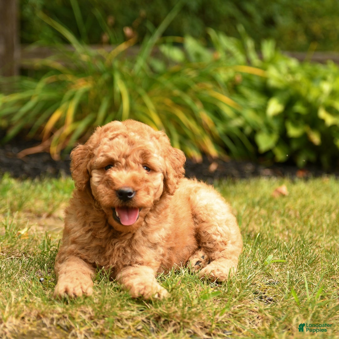 Mini Goldendoodle dogs for sale: Rover - Image 3
