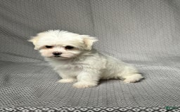 Maltese dogs for sale: Lydia - Image 3