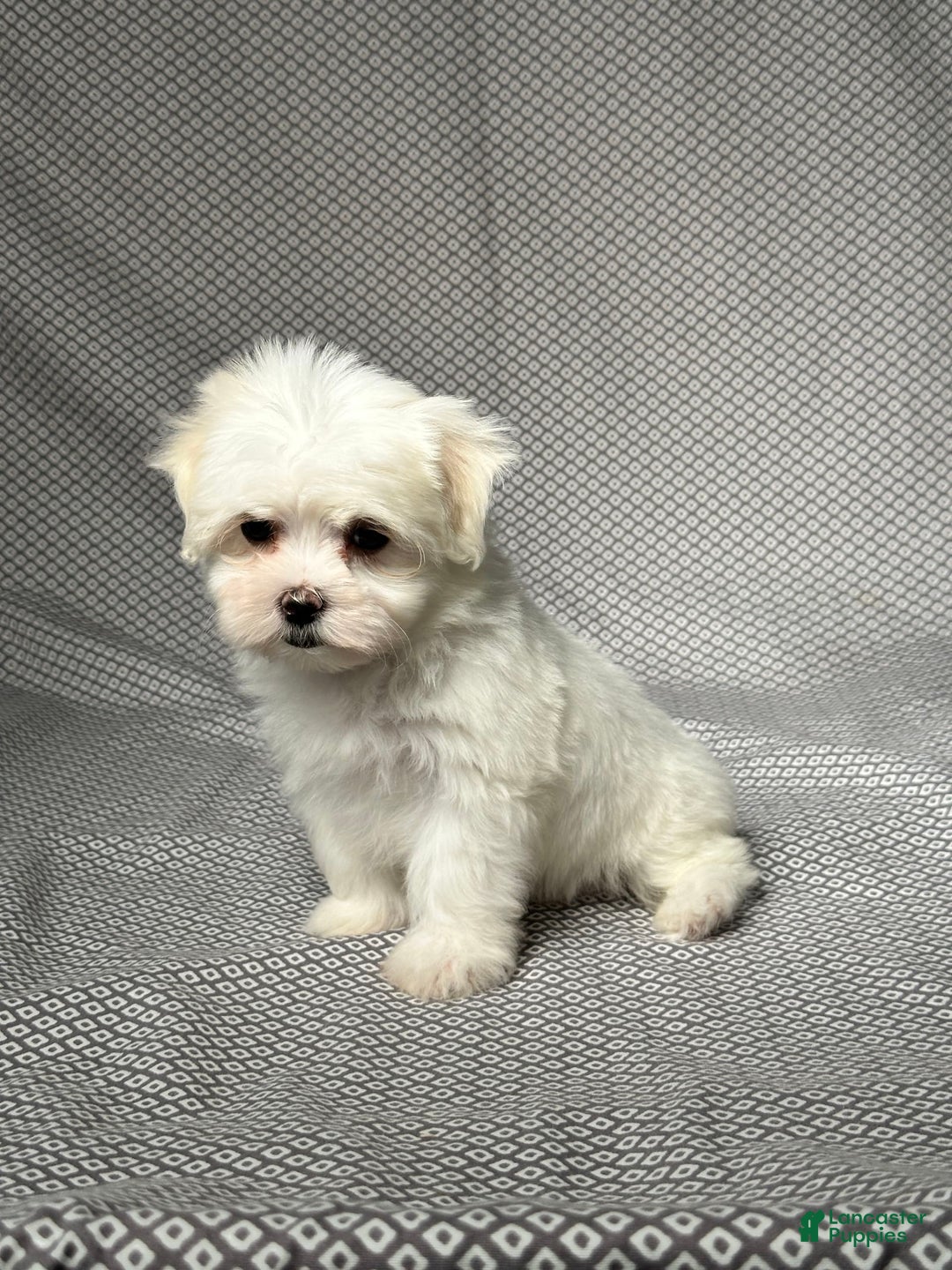 Maltese dogs for sale: Lydia - Image 3