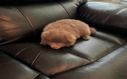 Pomeranian dogs for sale: Rodney Dangerfield - Image 3