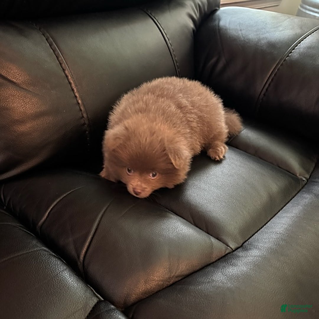 Pomeranian dogs for sale: Rodney Dangerfield - Image 3