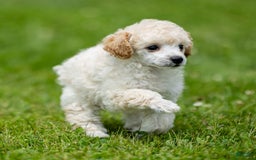 Toy Poodle dogs for sale: Okie - Image 6