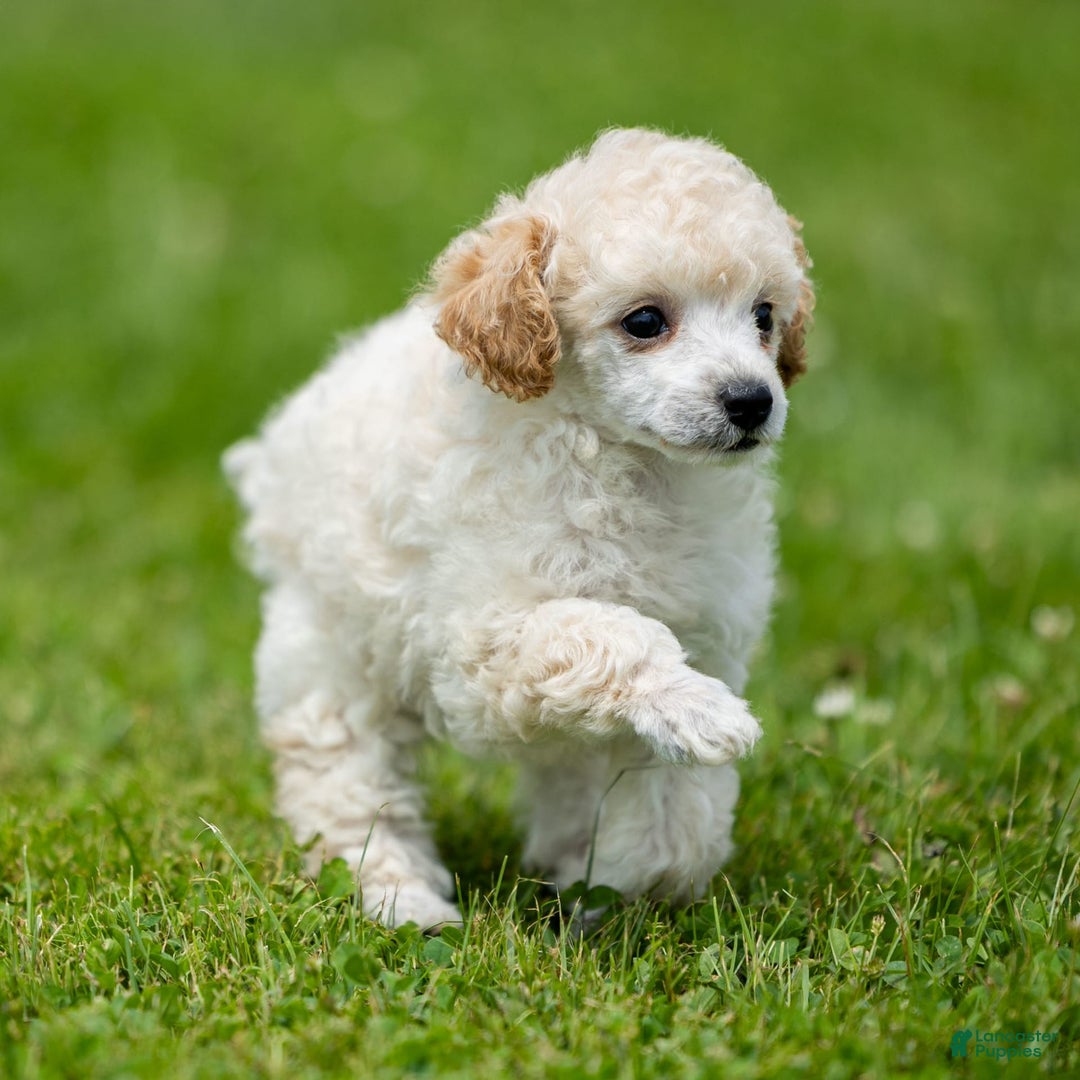 Toy Poodle dogs for sale: Okie - Image 6