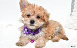 Morkie dogs for sale: Rose Teacup - Image 1