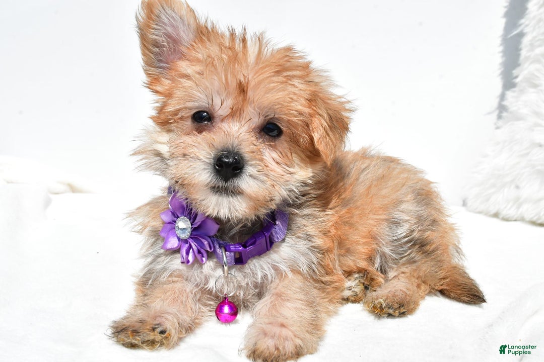 Morkie dogs for sale: Rose Teacup - Image 1