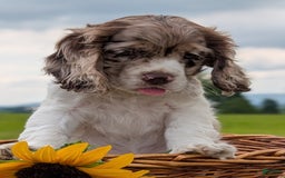 Cocker Spaniel dogs for sale: Fancy - Image 2