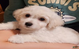 Cavachon dogs for sale: Destin - Image 10