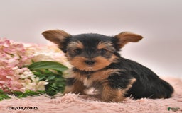 Yorkshire Terrier dogs for sale: Radley - Image 3