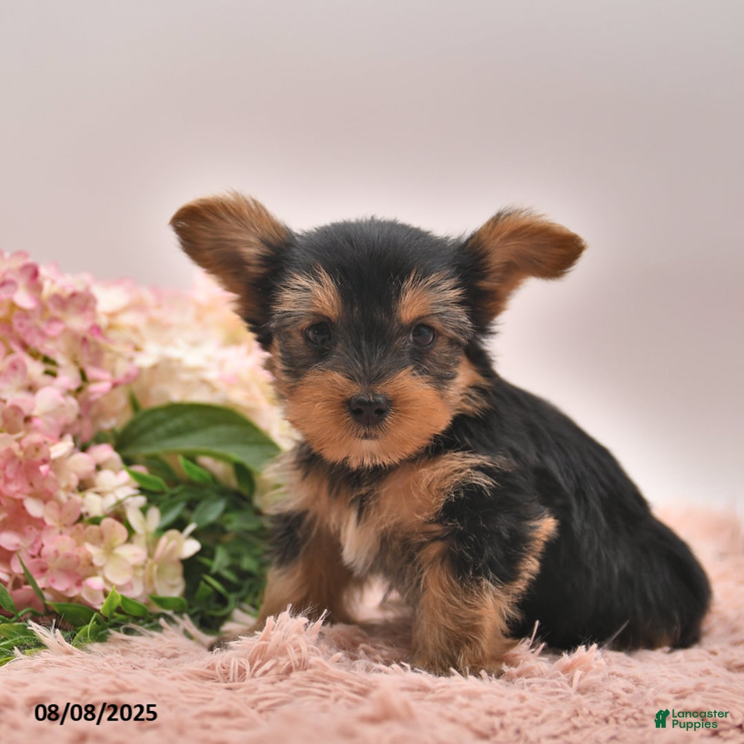 Yorkshire Terrier dogs for sale: Radley - Image 3