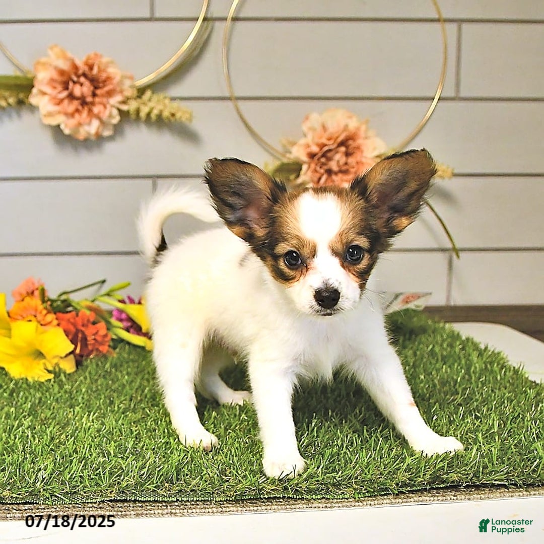 Papillon dogs for sale: Blake - Image 15