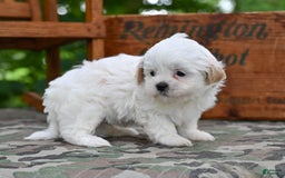 Shih Tzu dogs for sale: Oliver - Image 5