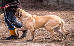 English Mastiff dogs for sale: Hazel - Image 22