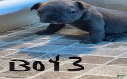French Bulldog dogs for sale: Stitch - Image 9