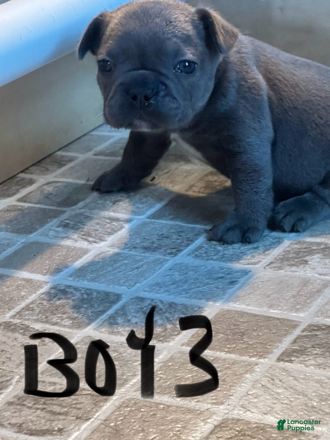 French Bulldog dogs for sale: Stitch - Image 9