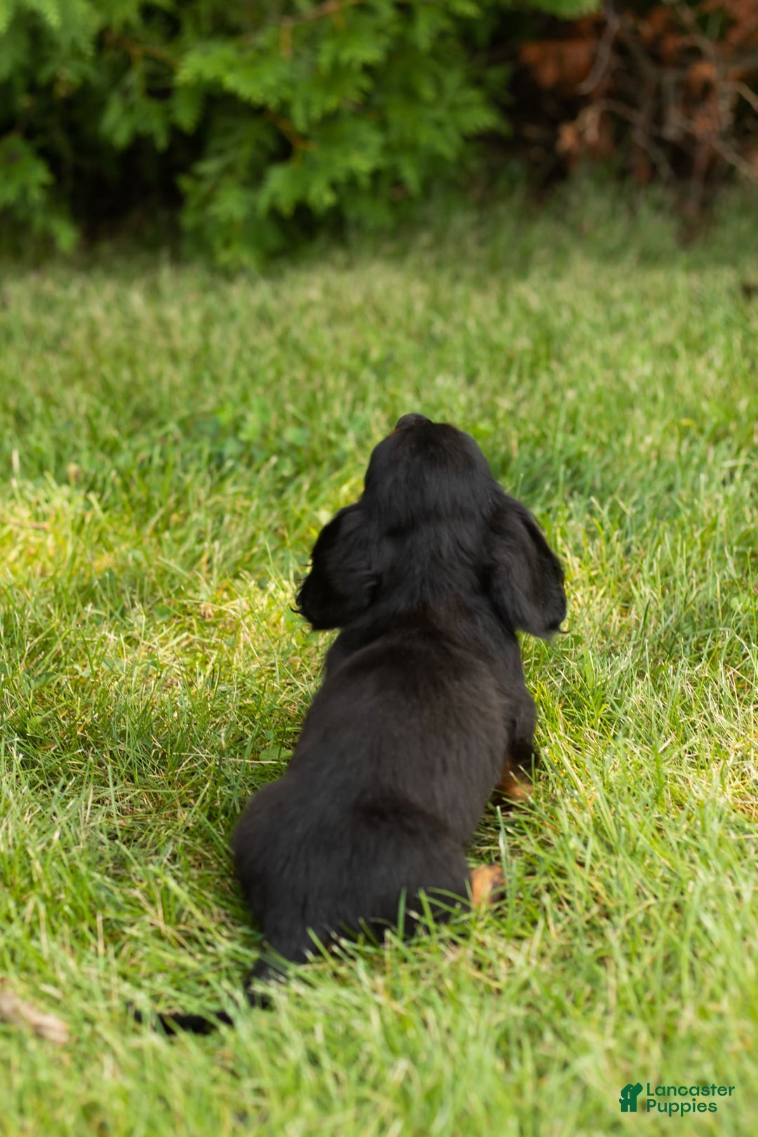Miniature Dachshund dogs for sale: Miniature Dachshund 5 puppies - Image 15