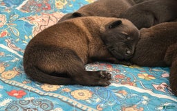 Belgian Malinois dogs for sale: Belgian Malinois Female - Image 6