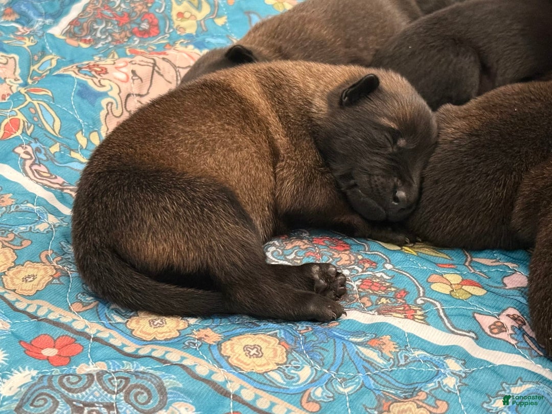 Belgian Malinois dogs for sale: Belgian Malinois Female - Image 6