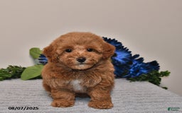 Miniature Poodle dogs for sale: Jewel - Image 5