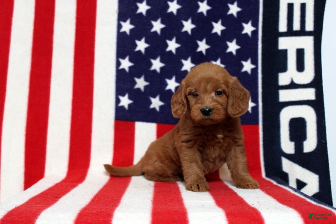 Mini Goldendoodle dogs for sale: Papusa - Image 4