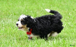 Mini Bernedoodle dogs for sale: Jay - Image 8
