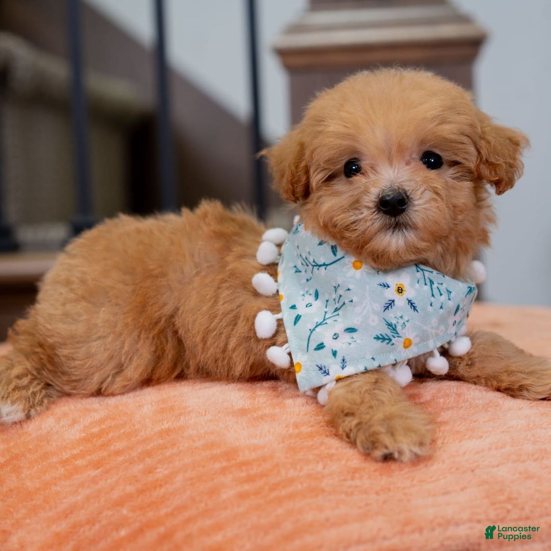 Maltipoo dogs for sale: Maltipoo 1 puppies - Image 2