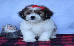 Shihpoo dogs for sale: Hugo - Image 19
