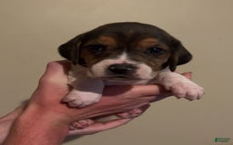 Walker Hound dogs for sale: Lime - Image 1