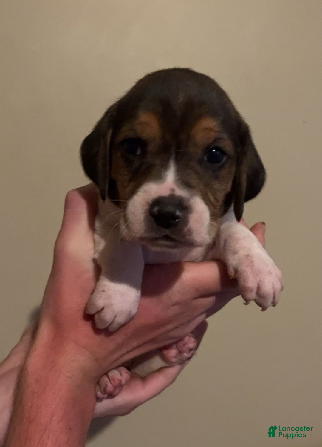 Walker Hound dogs for sale: Lime - Image 1