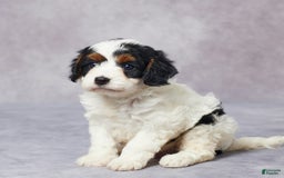 Cavapoo dogs for sale: Hal - Image 2