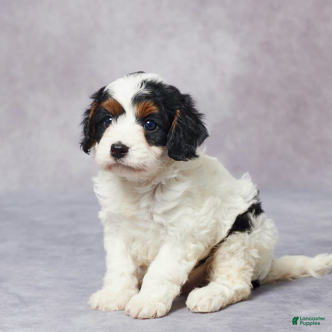 Cavapoo dogs for sale: Hal - Image 2